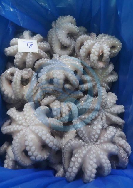 FROZEN OCTOPUS FLOWER - HIGH QUALITY - Image 2