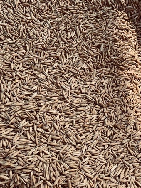 Rice Husk Appearance Clean Particle Size Uniform Moisture Level Stable Crude Fiber Content High Place of Origin Indonesia - Image 2