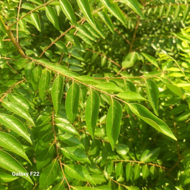 Fresh curry leaves - Image 1