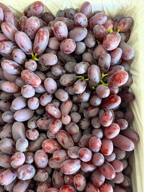 USA Grape ( Auttum crisp, Midnight, sweet globe, red globe) Origin Usa Organic No, Yes Color Black, Green, Red - Image 3