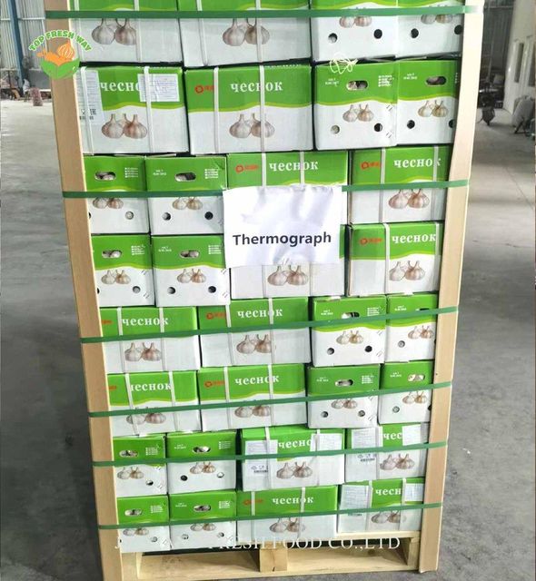 China Fresh Garlic - Image 6