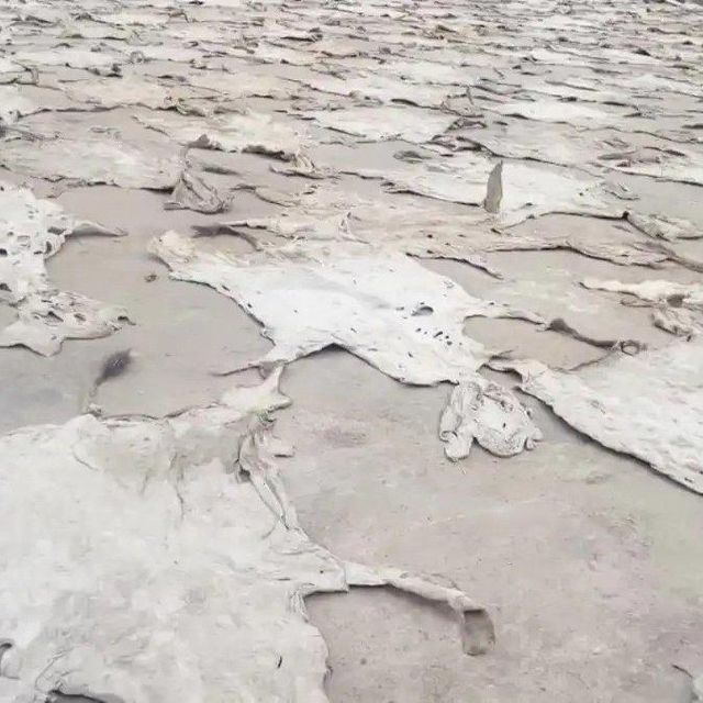 Wet Salted Donkey Hide High Quality Raw Animal Hide for Tanning Facilities. - Image 4
