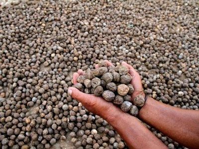 Premium Whole Candlenut (Kukui Nut) - Grade A (98% Whole) - Natural White - Origin Indonesia - Image 3