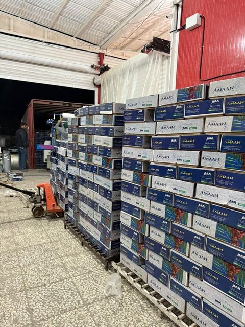 Iranian Mazafati dates with premium quality and international standards to market - Image 4