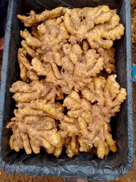 China High Quality Ginger for Wholesale - Image 5