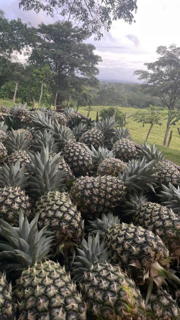 pineapple puree/concentrate - Image 3