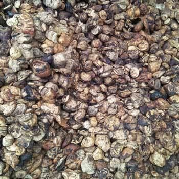 Agriculture Cup Lump High Quality Natural Raw Rubber Medical Food Grade High Strength Molding Grade White - Image 3