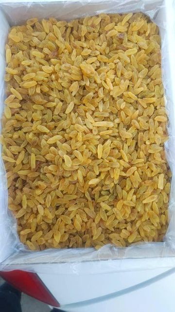 Long green Raisins and golden raisins and sultana Raisins and dried fruits - Image 3
