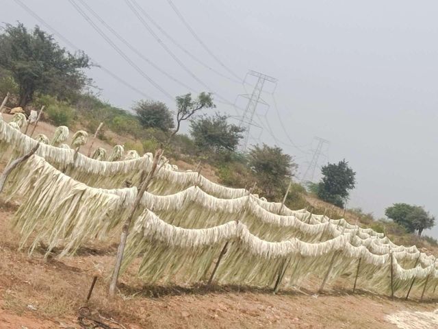 Natural Raw Sisal Fiber (Sisal Fibre) Flame Retardant for Concrete & Spinning Use UG Grade - Image 2