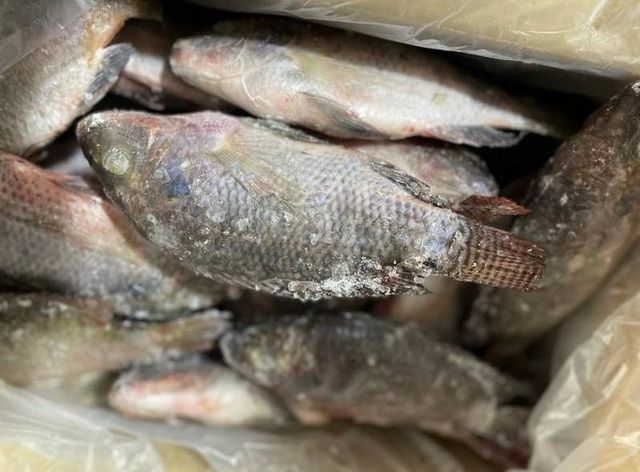 High quality Fresh Frozen Tilapia Fish / Frozen Whole Round Tilapia Fish / Tilapia Fillet Black Meat - Image 4