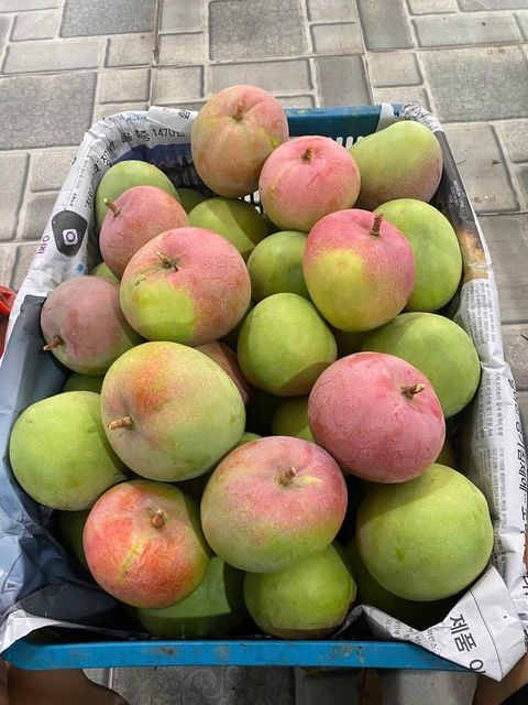 Fresh mango Organic Yes Brix 12-14% Shelf Life Excellent Color Vibrant Red Blush Size 500 – 900g Per Fruit Degree of Processing 8-10 - Image 3