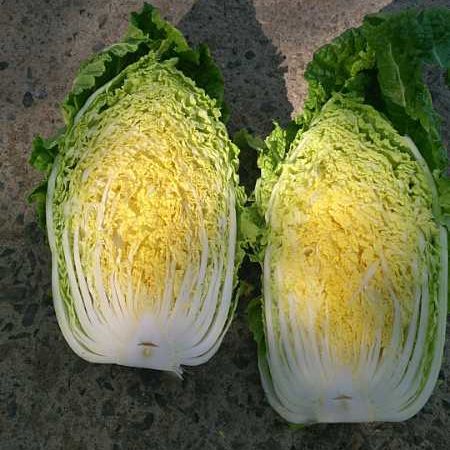 Wholesale Fresh Cabbage For Making Kimchi - Image 3