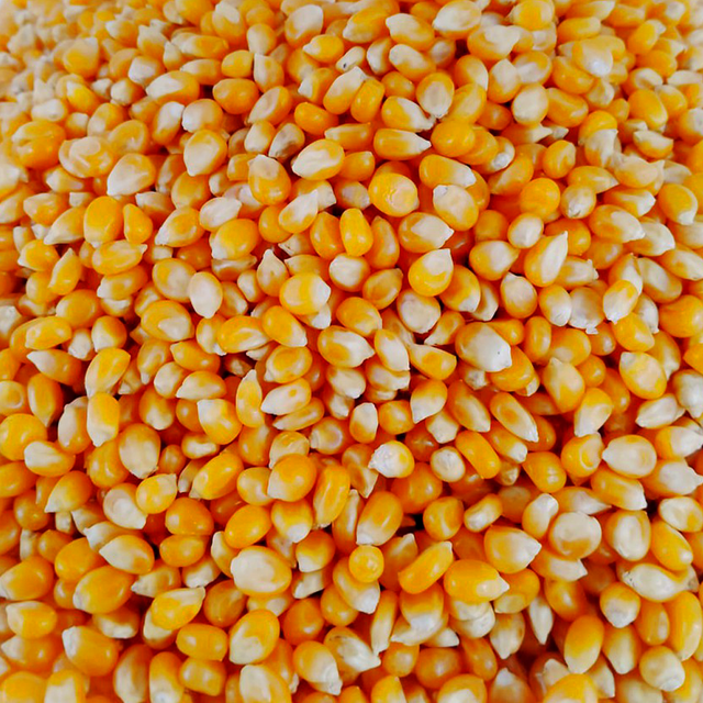 White & Yellow Corn frozenchickenexports.com - Image 4