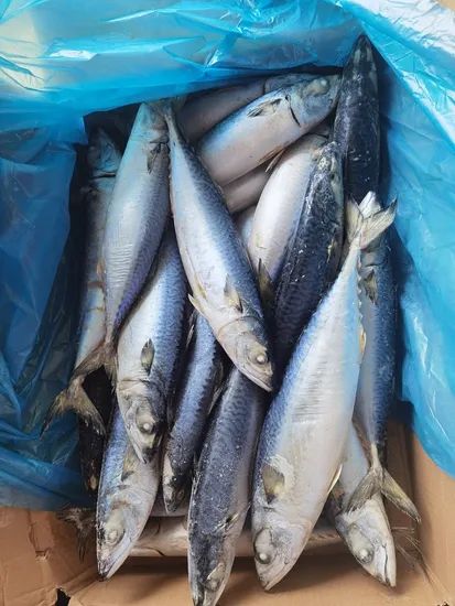 Quality Frozen Mackerel Fish for Export Style Whole Origin China Trademark OEM Processing IQF HS Code 030354 Model NO. frozen fish - Image 6