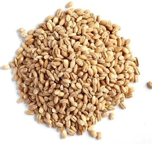 Barley  Natural Wheat Grain, Packaging Type : PP Bag, Gunny Bag at Rs 25 in - Image 3