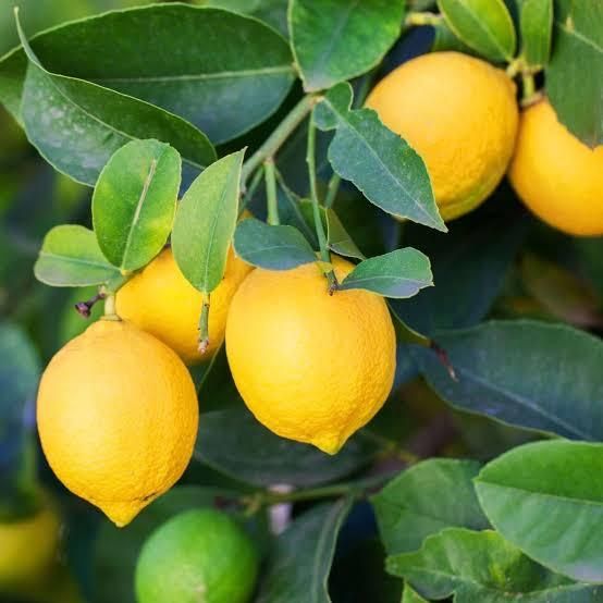 Fresh Eureka Lemon From THAI Color Yellow Harvest Time Sep Shelf Life 2 YEARS Features Gluten-Free Aroma Strong Fragranc - Image 3