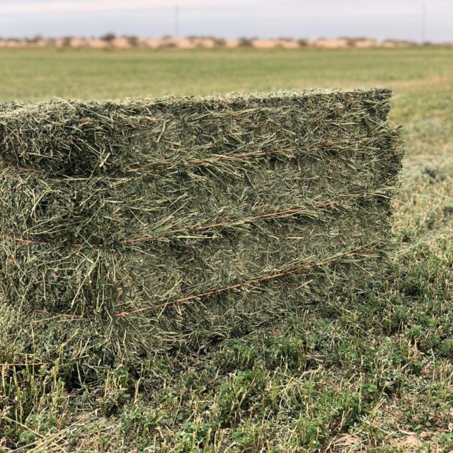 Fresh Dried Alfalfa Hay Top Alfalfa Hay With 18% Protein Content Ideal For Cattle Sheep Rabbits And Horse Nutrition - Image 3