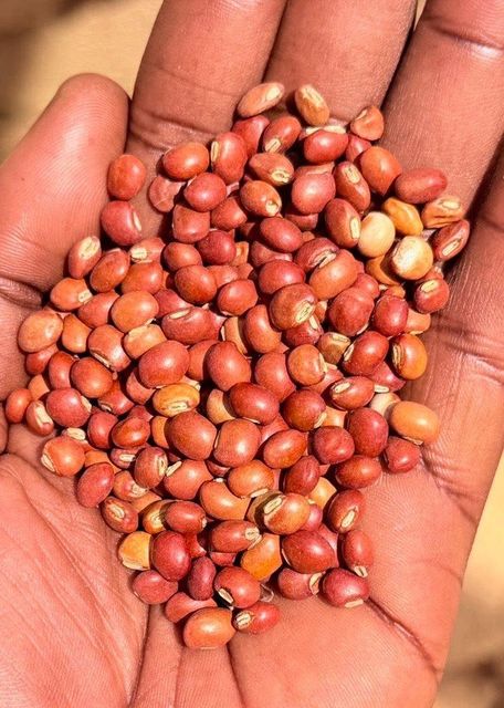 Pigeon peas - Image 1