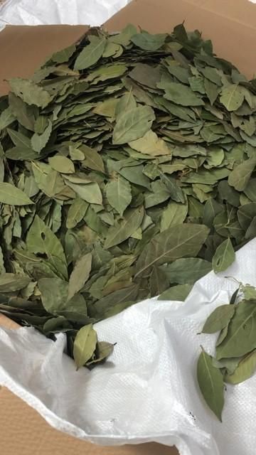 bay leaf Origin - Image 1