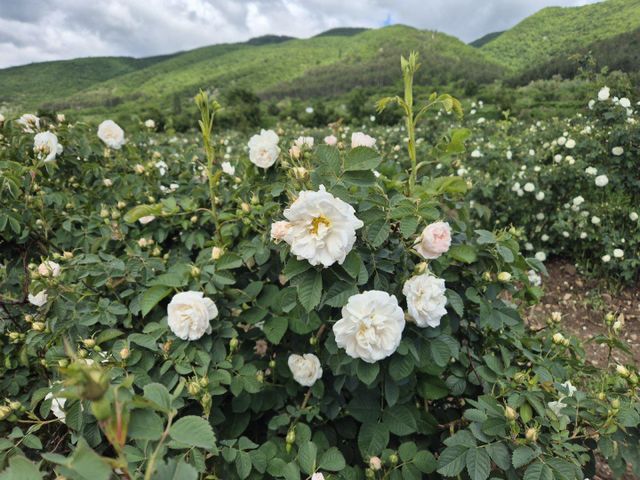 Rose essential oil Type Rosa Alba and Damascena Product Type Bulgarian Rose Attar Cultivation Type Organic and Conventional - Image 4