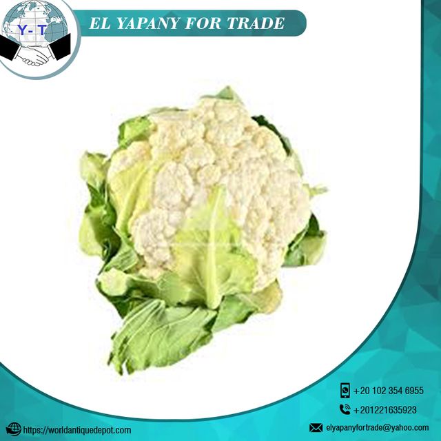 Egypt Quality Fresh Cauliflower Style Fresh Weight (kg) 1.5 Certification BV Place of Origin Egypt Cultivation Type - Image 3