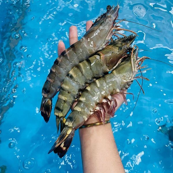 Tiger Prawn Size 8-10 Pieces - Image 2