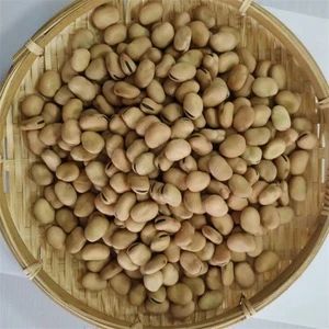High Quality Broad Beans/ Fava Beans - Image 2