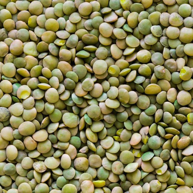 Farm Fresh Harvest Green Lentils For Food Ingredient Buyers Green Lentils Deliver Balanced Flavor And Natural Plant Protein - Image 3