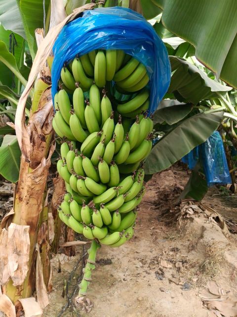 Premium A Bananas - Image 1