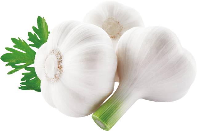Garlic - Image 1