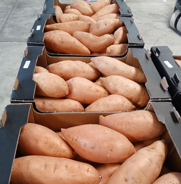 Egyptian Fresh Sweet Potatoes (Baladi) - Image 3