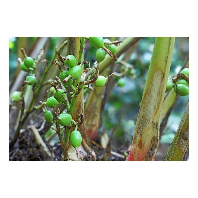 fresh organic green elaichi cardamom pods for chai tea baking sweets desserts cooking and herbal wellness drinks with natural flavor and strong aroma high quality green elaichi cardamom pods for tea baking desserts sweets cooking and export use with premium aroma and consistent freshness - Image 4