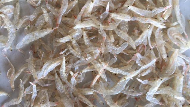 Dried Baby Shrimps - Image 1