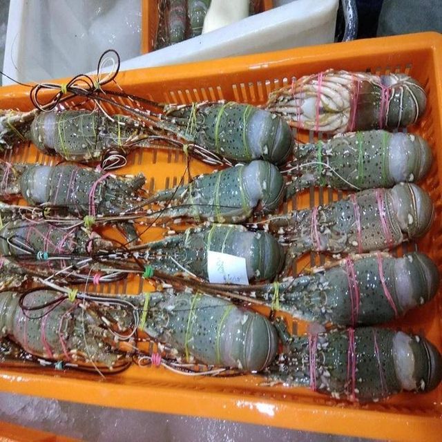 Frozen Crayfish Export Quality Whole Seafood Packed For Reliable Bulk Supply To International Import Buyers - Image 5