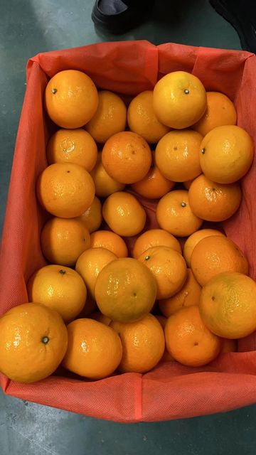 Fresh Wogan Mandarin Oranges Sweet, Juicy, High-Quality Citrus Fruits - Image 4