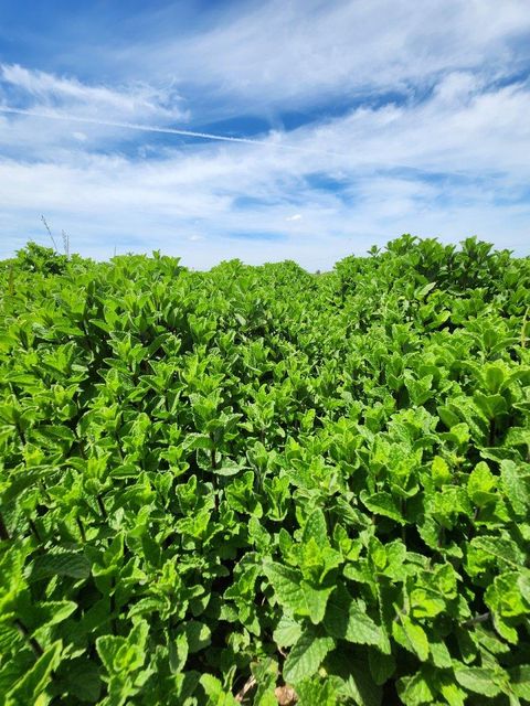 Moroccan Mint (Mentha) - Premium Quality - Image 3