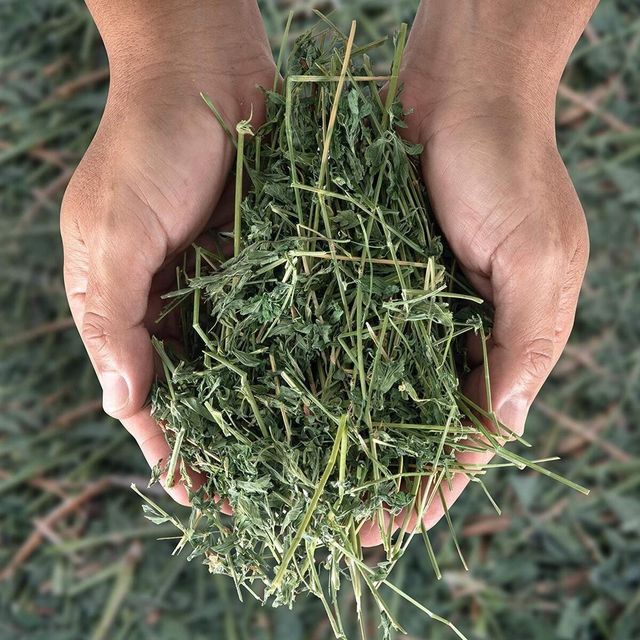 Timothy Hay Long Strand Fresh Grass For Livestock Nutrition And Pet Feeding Programs - Image 2