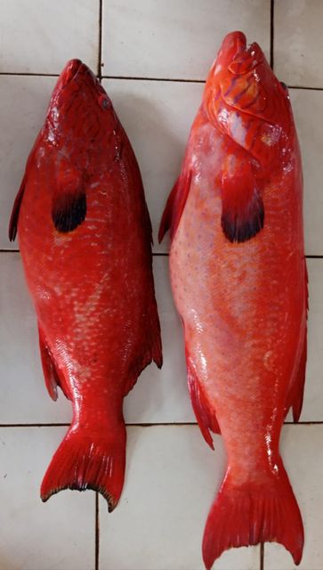 Groupers (Sunu) Type Fresh, Frozen Style 1.0 - 2.0 kg Packaging Master Carton, - Image 3