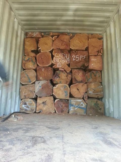 Vaneer White oak logs for timber - Image 4