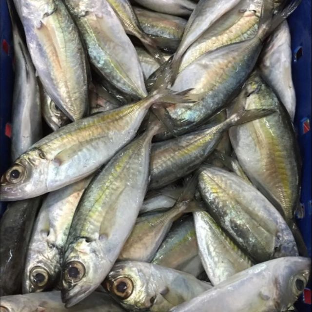 Top Selling Frozen Seafood Bigeye Scad From Vietnam Manufacture - Image 2