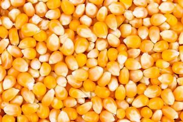 Wholesale supplier of premium Yellow Corn for food and feed – product photo 5, product detail gallery