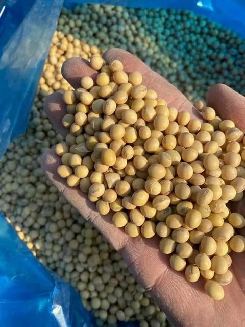 Premium Non-GMO Soybean-High Quality Organic and safe Soy Beans For Food and Feed - Image 3