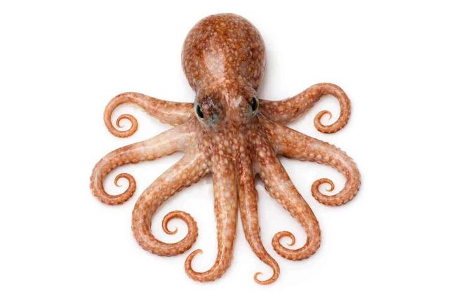 Block Frozen Octopus - Image 5