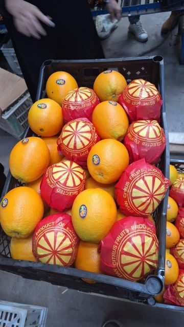 Navel Orange - Image 3