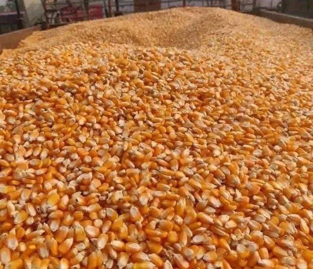 Non GMO Yellow Corn Maize - Image 3