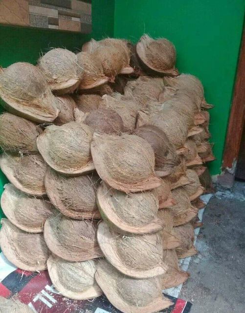 Coconut old - Image 2