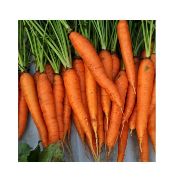Fresh Carrot Export Standard Price/Frozen Red Carrot Type Fresh Origin Europe Grade High Quality Packaging as per buyer request - Image 2