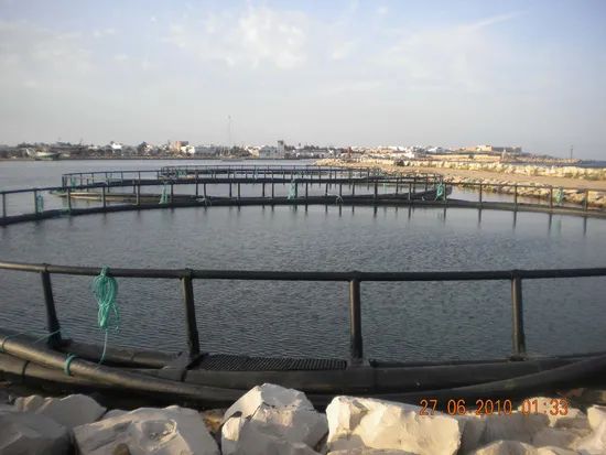 Tuna Net Cage for Mediterranean Fish Farming Frame HDPE Color Black Trademark QH Material HDPE Condition New Warranty 1 - Image 6