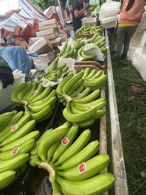 Fresh Cavendish Banana from Vietnam | Export Grade | 13kg Carton | Reefer Container - Image 4