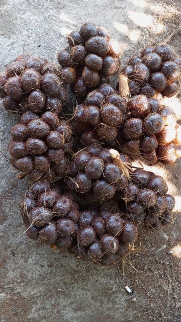 Snake Fruit Salak Organic Yes Fruit Type Salacca Salak Snakefruit - Image 1